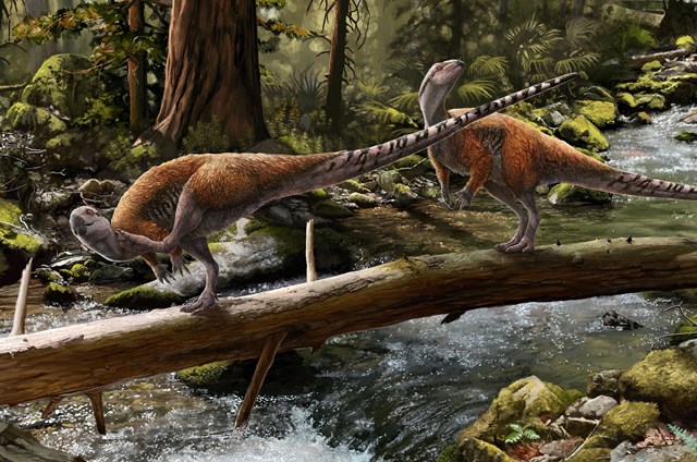 Vectidromeus
