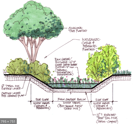 Artist impression of rain garden