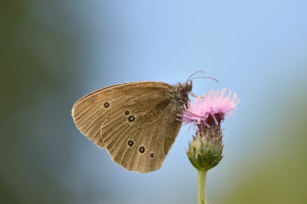 A ringlet butterfly feeding on the NatureScot wildflower meadow at Battleby, Perthshire - Credit Lorne Gill-NatureScot