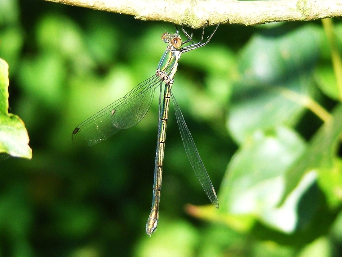 willow-emerald-damselfly-female-c-adrian-parr.jpg