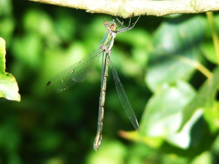 willow-emerald-damselfly-female-c-adrian-parr.jpg
