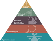 IPM Triangle: IPM Triangle