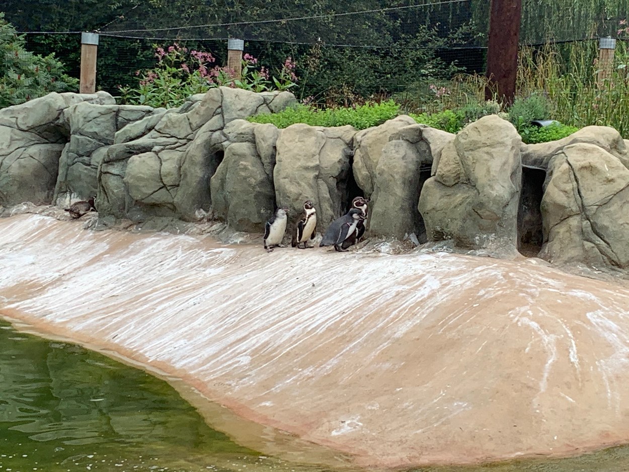 Lotherton penguin chicks: Bielsa, far lest pesters his parents at Lotherton Wildlife World.
