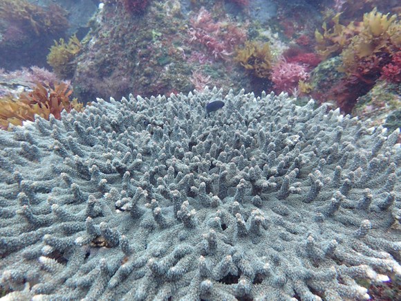 Study shows ocean acidification is having major impact on marine life: 300ppm seascape-2-2