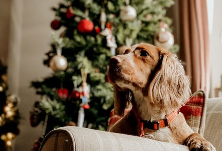 dog christmas