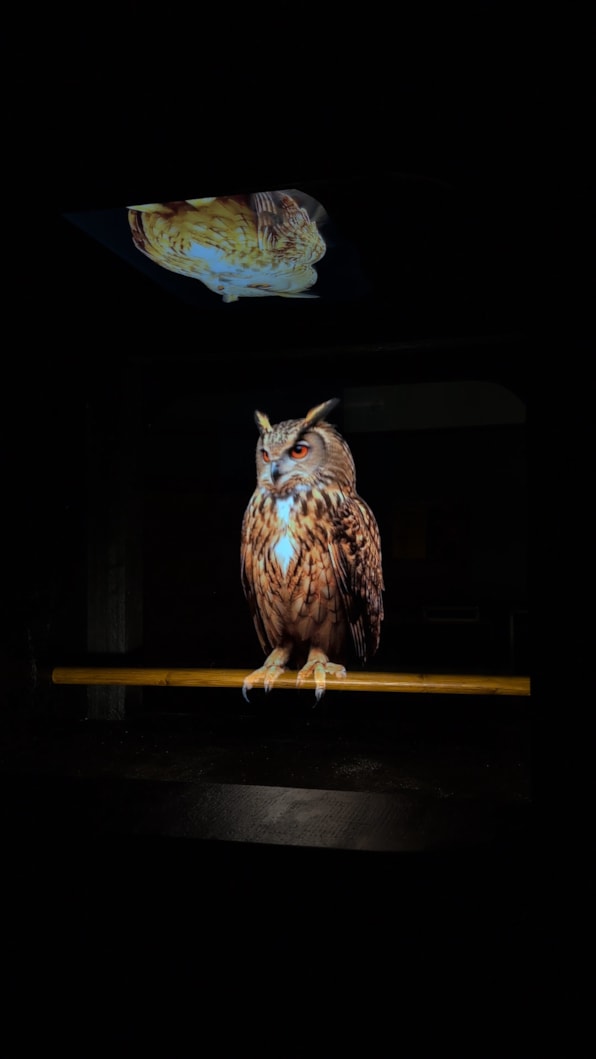 Bird Song (Owls) - Lou Chapelle: The piece at Leeds City Museum sees three magnificent European eagle owls brought to life as glowing holograms within sculptural birdhouses.