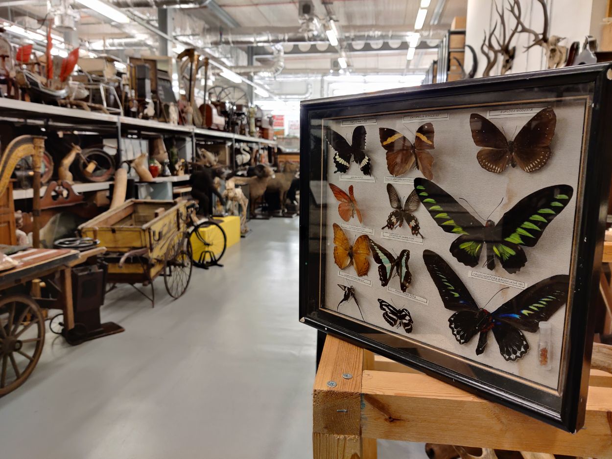 Butterflies at Leeds Discovery Centre: The stunning array of winged insects housed at Leeds Discovery Centre includes hundreds of species from across the globe, many collected by explorers and scientists more than a century ago.
The precious collection is being carefully counted and conserved ahead of a series of behind-the-scenes tours of the impressive centre, which will take place over the school half term holidays.