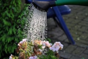 Watering rainwater: Credit - Pixabay