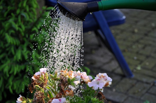 Watering rainwater: Credit - Pixabay