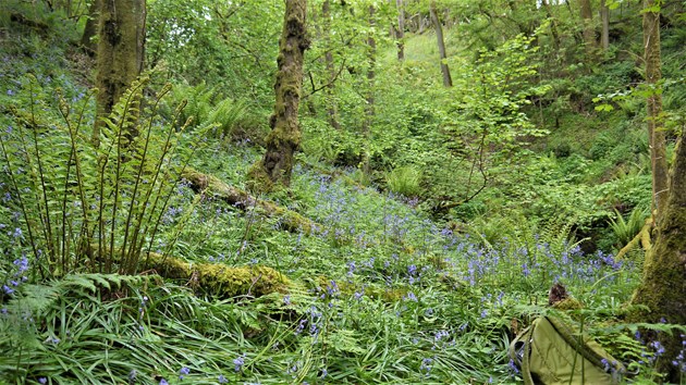 Flower power to transform woodlands: In ancient woodland there is a rich variety of attractive woodland plants such as bluebell – which flower in the spring and early summer. ©Rick Worrell