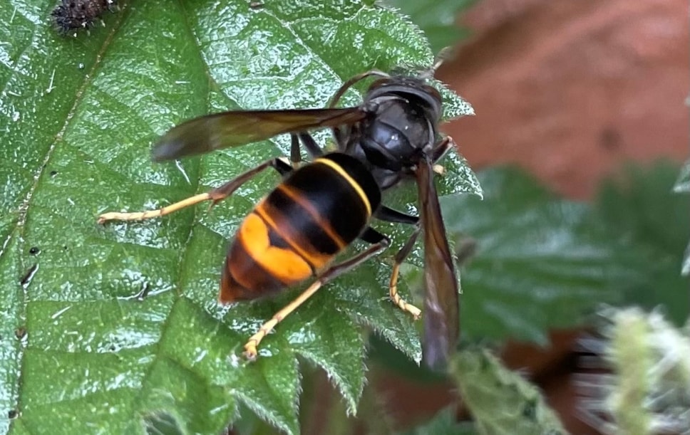 Yellow-legged hornet - courtesy of the Animal and Plant Health Agency (APHA), Crown Copyright