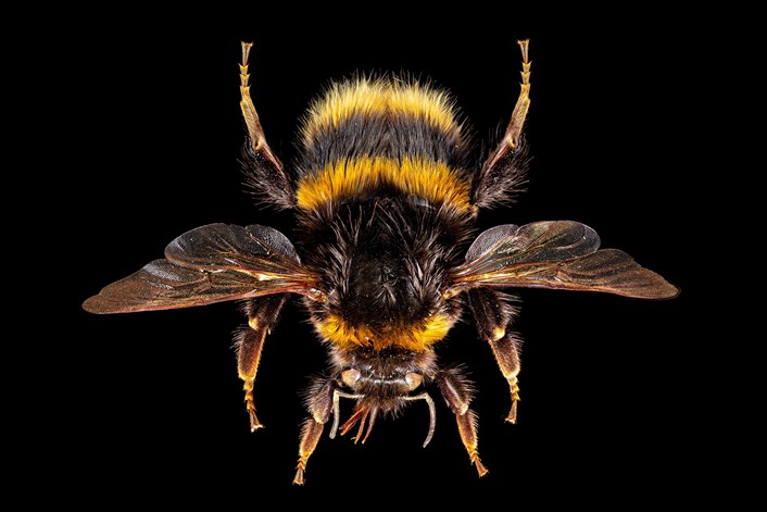 Dead Inspiring display: Image of a bumblebee. ©Ed Hall and Leeds Museums and Galleries
