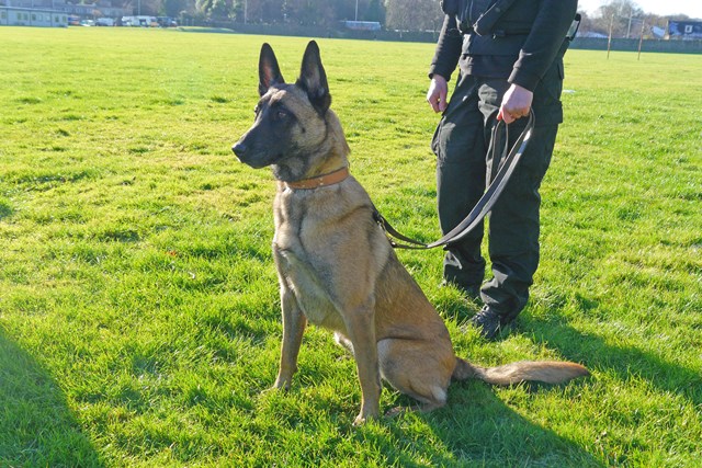 Police Dog 'Draak': Police Scotland general use dog PD 'Draak' - a four year old Belgian Malinois. Image taken with handler (anonymous) at Fettes Police Station, Edinburgh