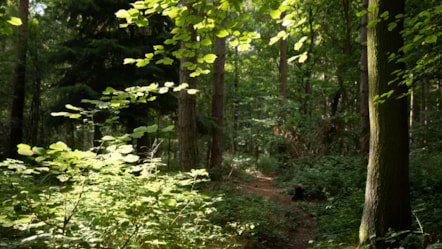 Woodland Trust Richard Faulks WTML