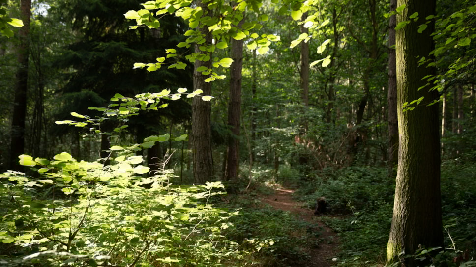 Woodland Trust Richard Faulks WTML