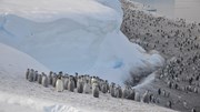 10010187 Emperor penguins Aptenodytes forsteri) on the sea ice close to Halley Research Station on the Brunt Ice Shelf. Credit Christopher Walton cropped: 10010187 Emperor penguins Aptenodytes forsteri) on the sea ice close to Halley Research Station on the Brunt Ice Shelf. Credit Christopher Walton cropped