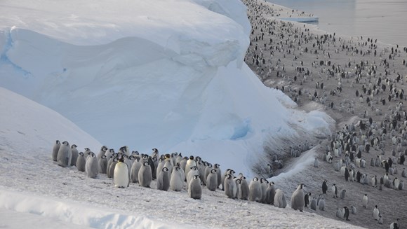 Emperor penguin colonies in Antarctica suffer as sea-ice diminishes: 10010187 Emperor penguins Aptenodytes forsteri) on the sea ice close to Halley Research Station on the Brunt Ice Shelf. Credit Christopher Walton cropped