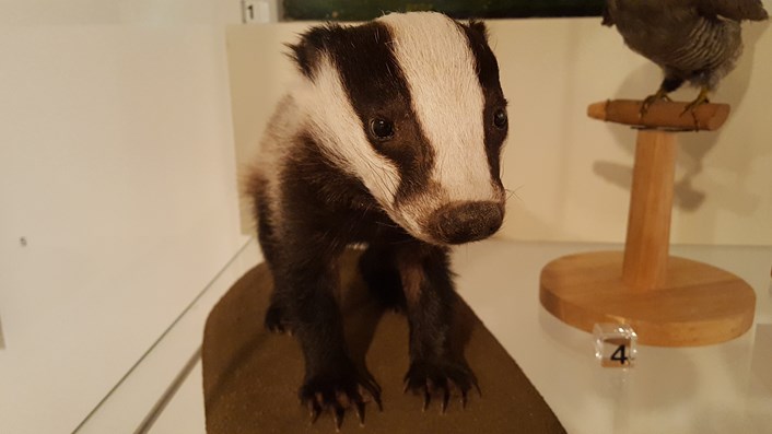 For All Seasons- baby badger: 20170208-141048-2.jpg