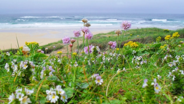 Luchd-ealain ionadail gan sireadh airson taisbeanaidhean ealain aig Fèis Fiadh-bheatha nan Eilean: A worms eye view of the machair - exhibited at the OHWF 2024 art exhibition (c) Lindsay Bradley