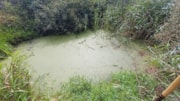 Image 2 -Llangloffan Fen NNR 8 weeks after weevils released: Image 2 -Llangloffan Fen NNR 8 weeks after weevils released