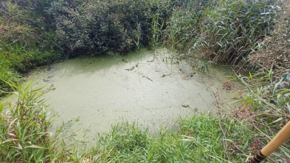 Plant eating beetle helps to improve river in West Wales: Image 2 -Llangloffan Fen NNR 8 weeks after weevils released