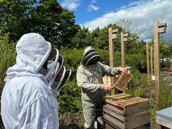 Edinburgh beekeeping 2: Beekeeper in grey bee suit holds up rack of honeycomb taken from beehive, two staff members stand to left of image with backs to camera while they watch.