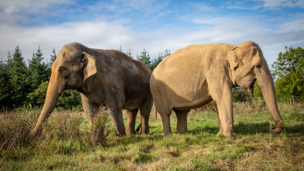 Asian Elephants Bala and Valli 2