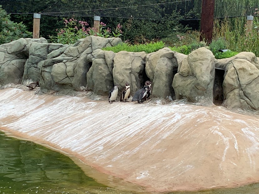 Baby Bielsa’s the hatch of the day as penguin chicks come out of their shell: IMG 7272