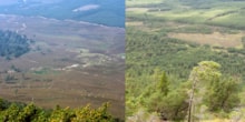 Invereshie and Inshriach habitat change from 1973 to 2023