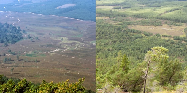 Invereshie and Inshriach habitat change from 1973 to 2023