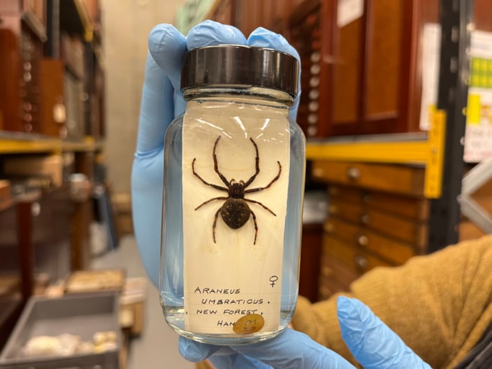 Spiders at Discovery: The Leeds Discovery Centre is home to a fascinating collection of spiders large and small originating from countries around the world, as well as many examples collected in Yorkshire.
Many of those specimens are preserved in specialised spirit jars filled with powerful ethanol, designed to keep the spiders from drying out and deteriorating over time.