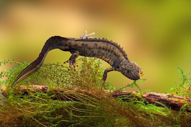 Protected species to benefit from industry first licence deal: swimming newt