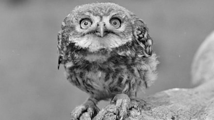 Tylluan Fach yn Merthyr Mawr