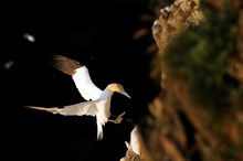 Gannet ©Lorne Gill/NatureScot.