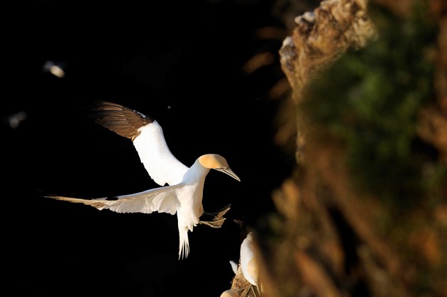 Preparations underway for seabird return: Gannet ©Lorne Gill/NatureScot.