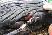 Entangled humpback whale Credit Scottish Marine Animal Stranding Scheme (SMASS)