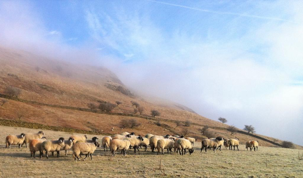 sheep and fells image, CNPPA