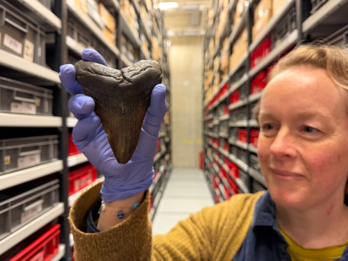 Ice Age remains-3: An even older example of a one-time UK predator which also forms part of the collection is the gigantic tooth of a megalodon, the largest shark which ever lived and which swam in waters around the UK around 23 million to 3.58 million years ago. Megalodon is believed to have grown to up to 80 feet in length. Curator Clare Brown is shown here with the tooth.