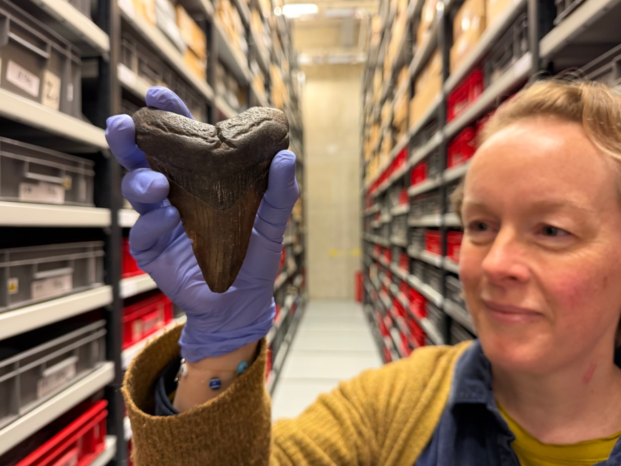 Ice Age remains-3: An even older example of a one-time UK predator which also forms part of the collection is the gigantic tooth of a megalodon, the largest shark which ever lived and which swam in waters around the UK around 23 million to 3.58 million years ago. Megalodon is believed to have grown to up to 80 feet in length. Curator Clare Brown is shown here with the tooth.