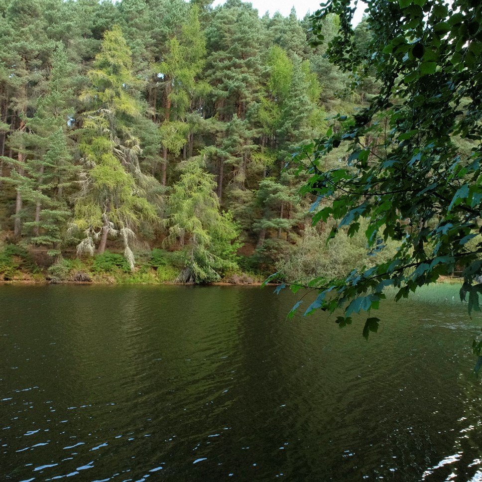 The leaves of an oak tree frame this image of Millbuies Country Park. Pine trees in the background are reflected in the loch.