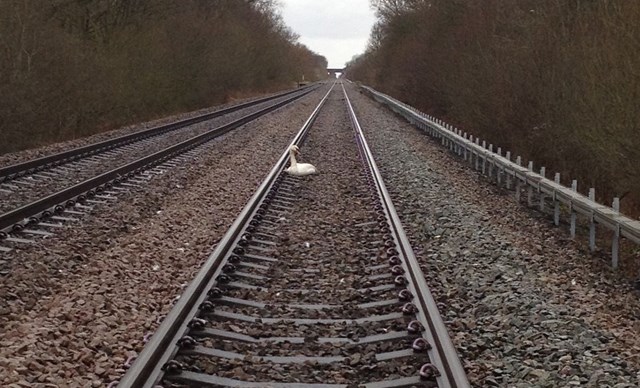 The swan sat on the line near Knottingley