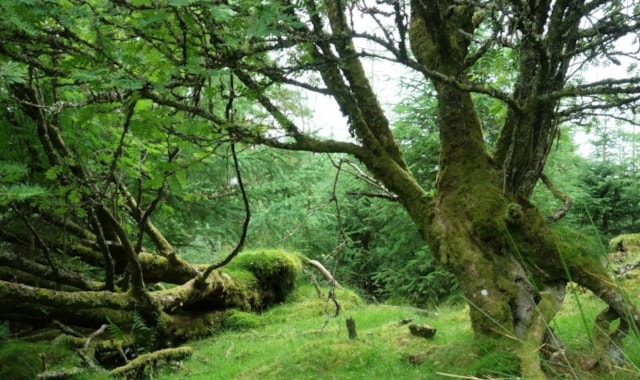 Pic 11 - Winner of 2024 Fountains Forestry Award & Lilburn Trophy for Farm or Croft Woodlands, Nicholas Marshall for Baddinsgill Farm, West Linton, Scottish Borders