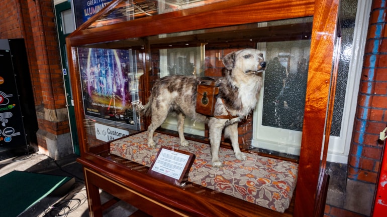 Paws for a celebration as Station Jim returns to his forever home at Slough
