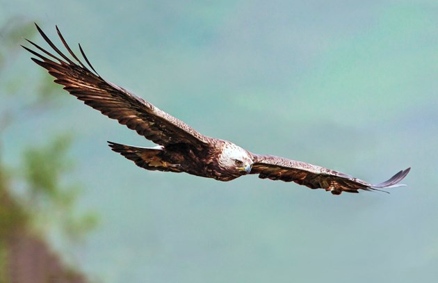 General licence restricted on Cairngorms estate: golden eagle-6773