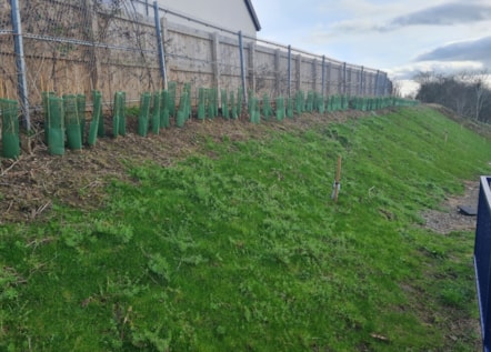 Yarm biodiversity project-6