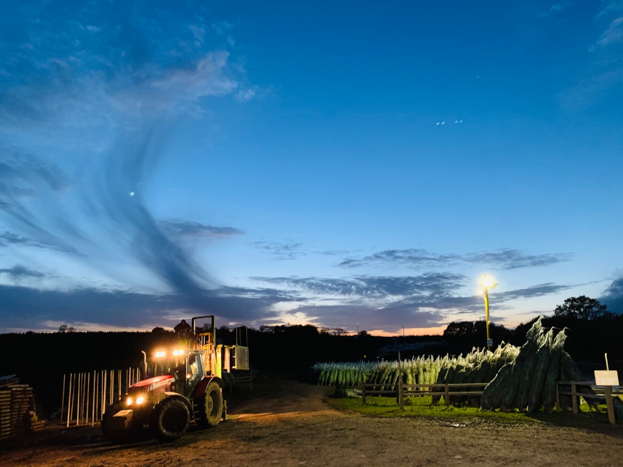 Stockeld Park Christmas Trees