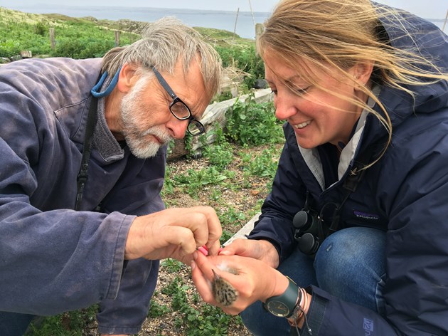 Rare tern breeds on the Isle of May: Dr Chris Redfern and Bex Outram SNH with Hybrid chick (credit SNH-David Steel)