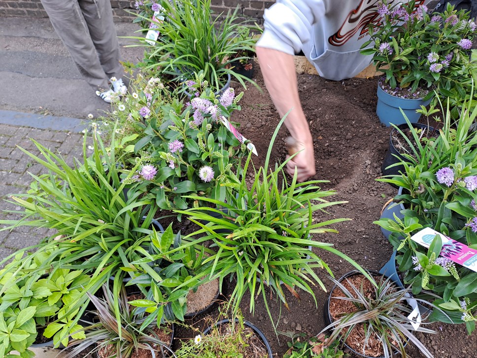 Local residents planting flowers and shrubs in a planter