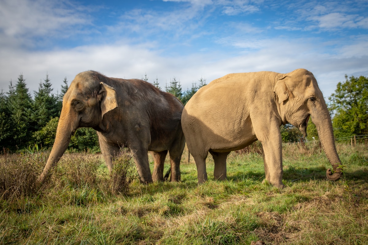 Skanda Vale - Asian Elephants Bala and Valli 2