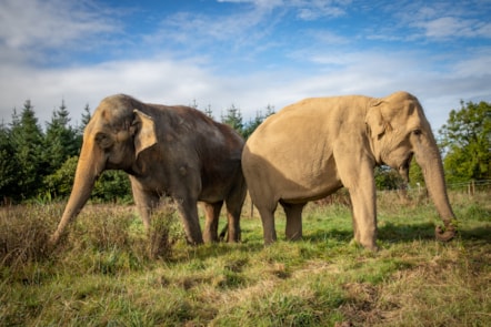 Skanda Vale - Asian Elephants Bala and Valli 2